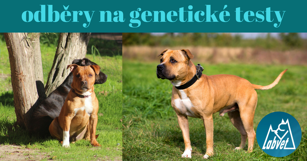 genetické testy psů